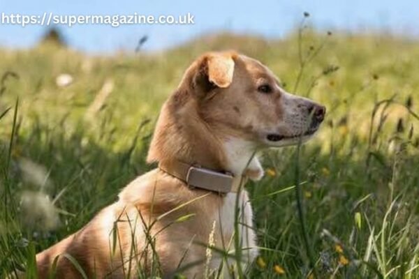 Top Dog Trackers to Consider